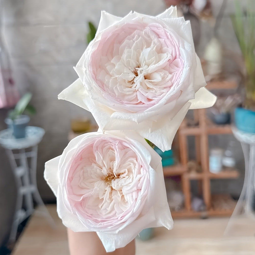 Special Bride Rose Plant｜特别新娘 image 2