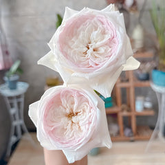 Special Bride Rose Plant｜特别新娘 image 2