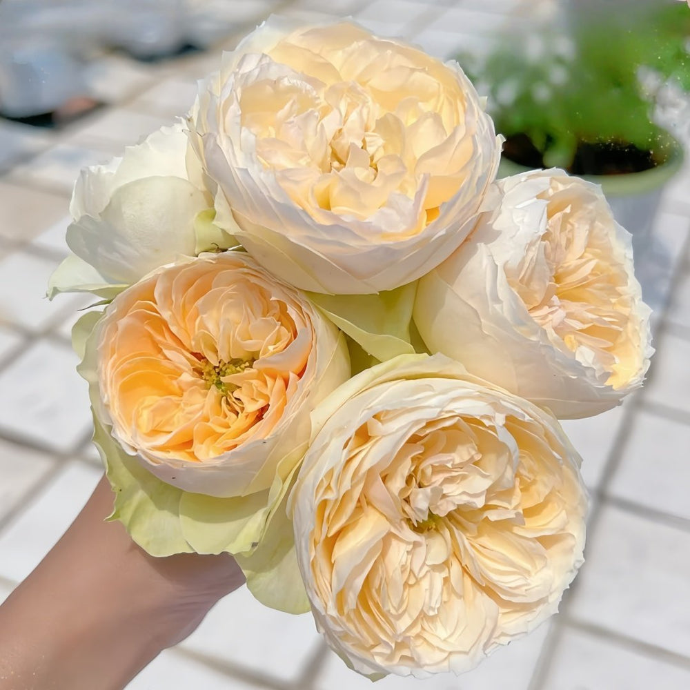 Emma woodhouse Rose Plant｜艾玛伍德度假屋 image 9