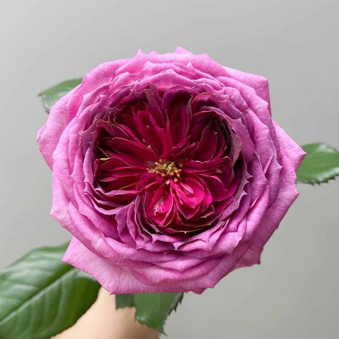 Thierry Marx Rose Plant｜蓝莓蛋糕 image 0