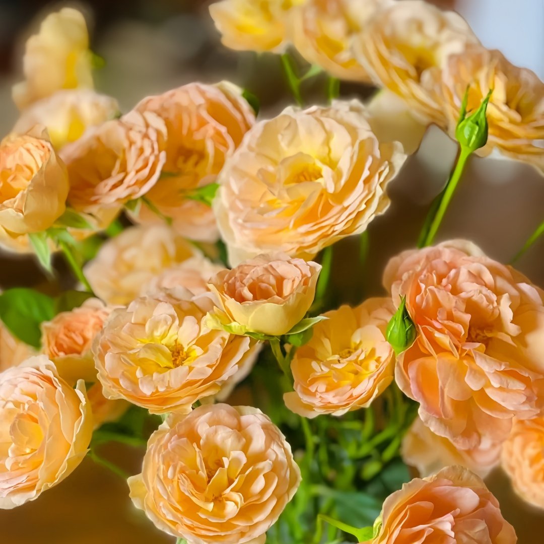 Tsukitohana Rose Plant|花月/月亮之花 image 6