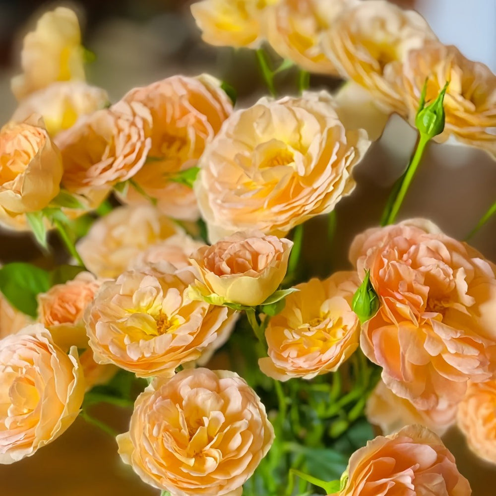Tsukitohana Rose Plant|花月/月亮之花 image 6