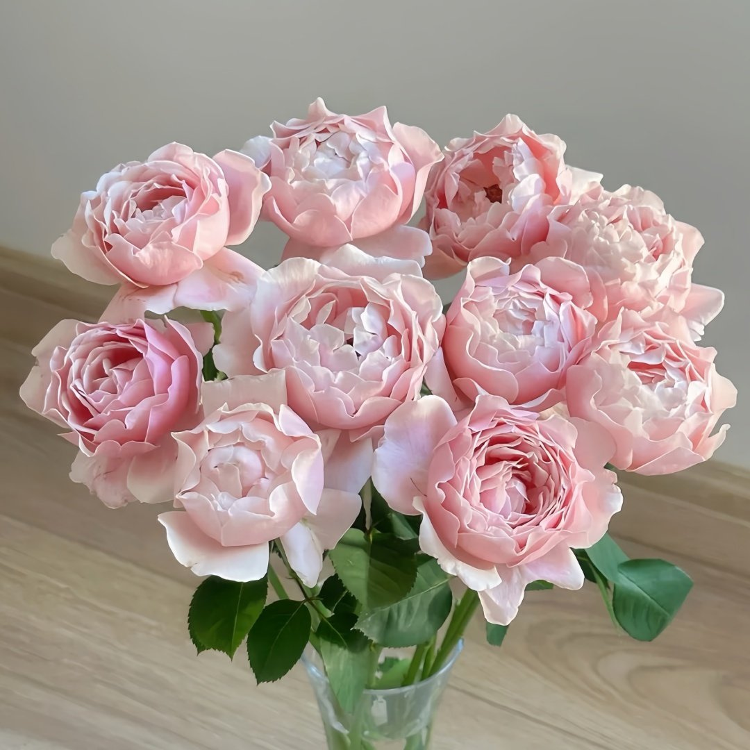 Strawberry Swing Rose Plant|草莓秋千 image 6
