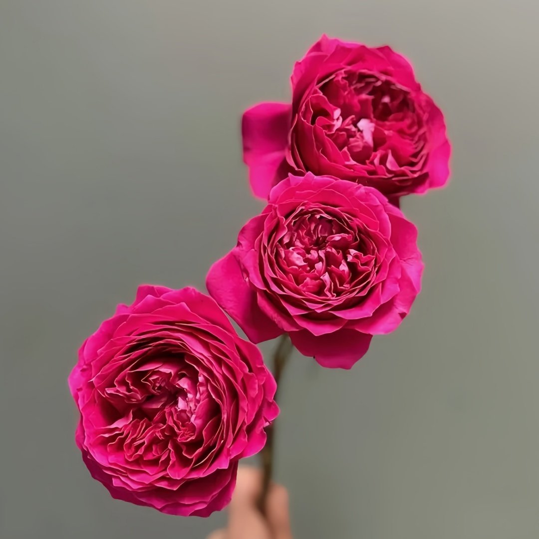 Hettie Rose plant｜海蒂 image 5
