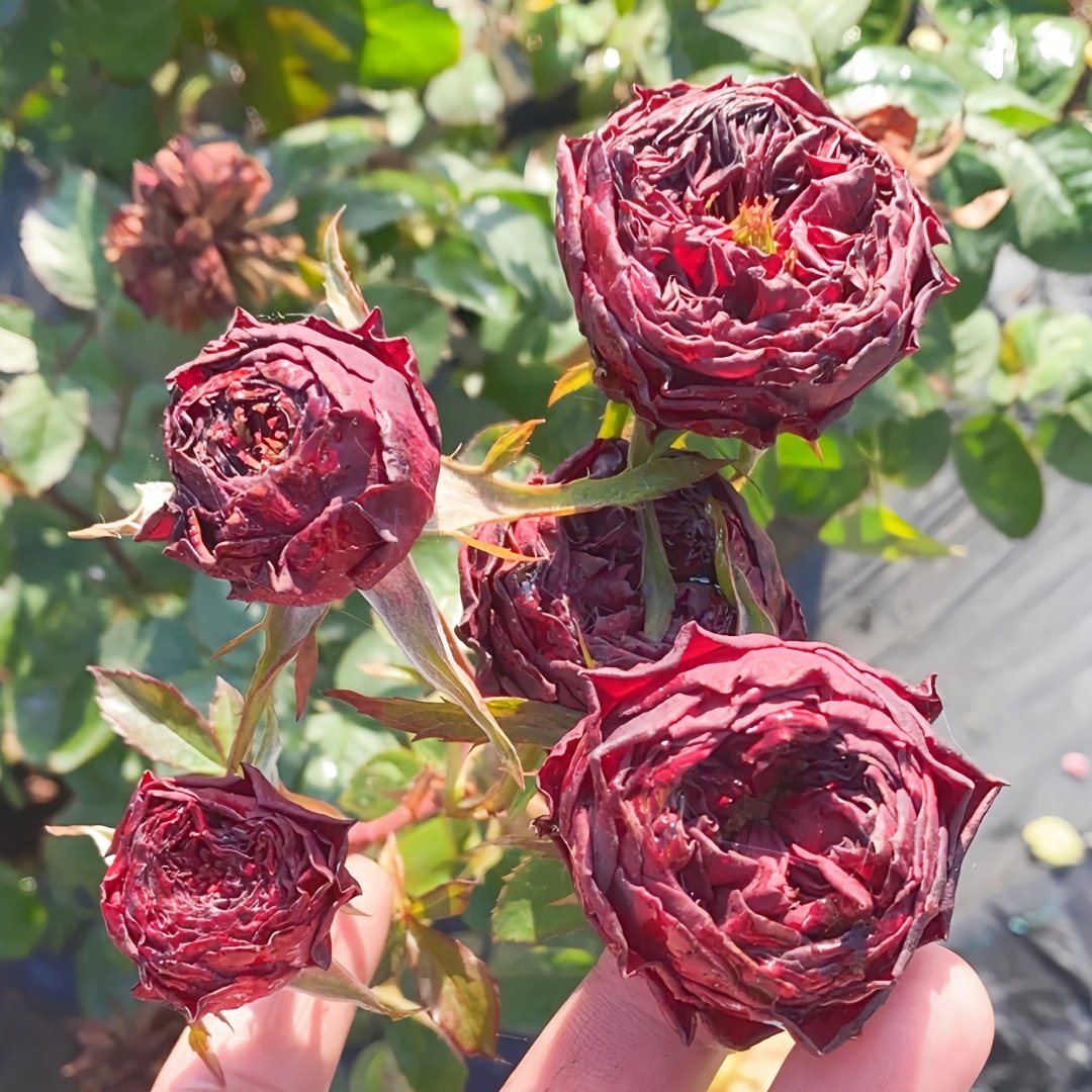 Grand Jubilee Rose Plant｜盛大庆典 image 5