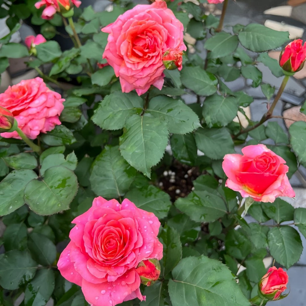 Briliant Rose Plant|辉煌 image 9