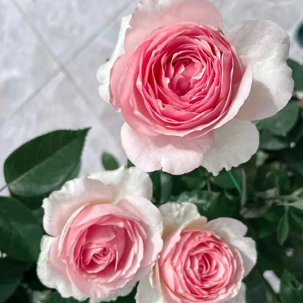 Dark Pink Monalisa Rose Plant | 深粉蒙娜丽莎 image 5