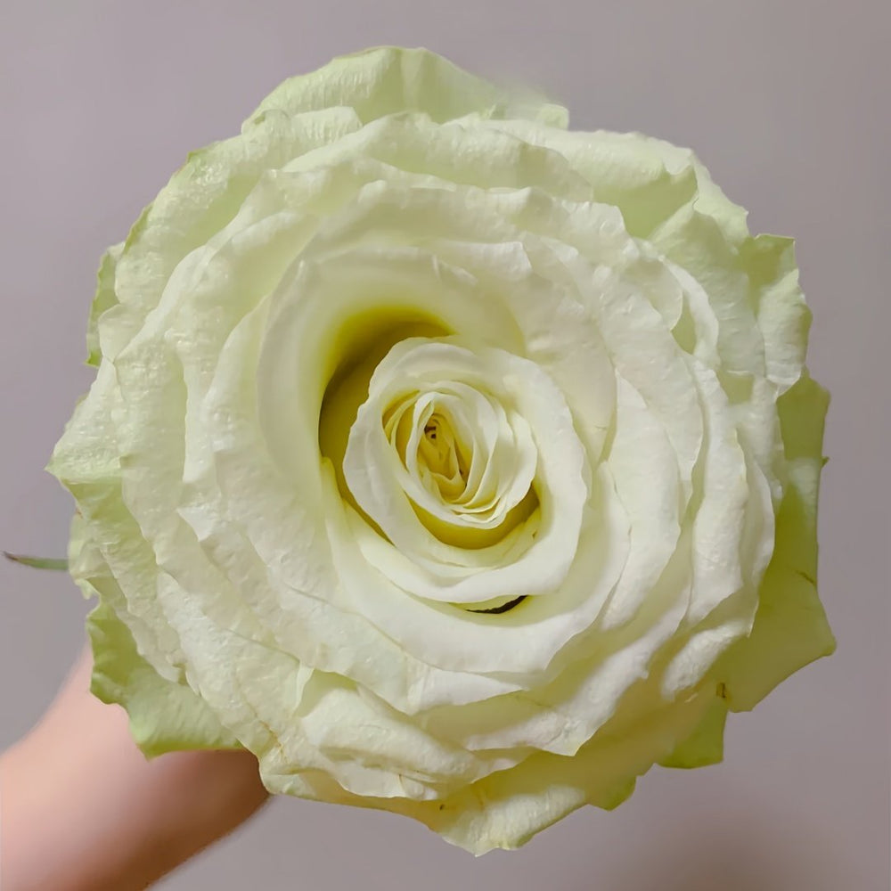 Moonstone Rose Plant|月光石 image 3