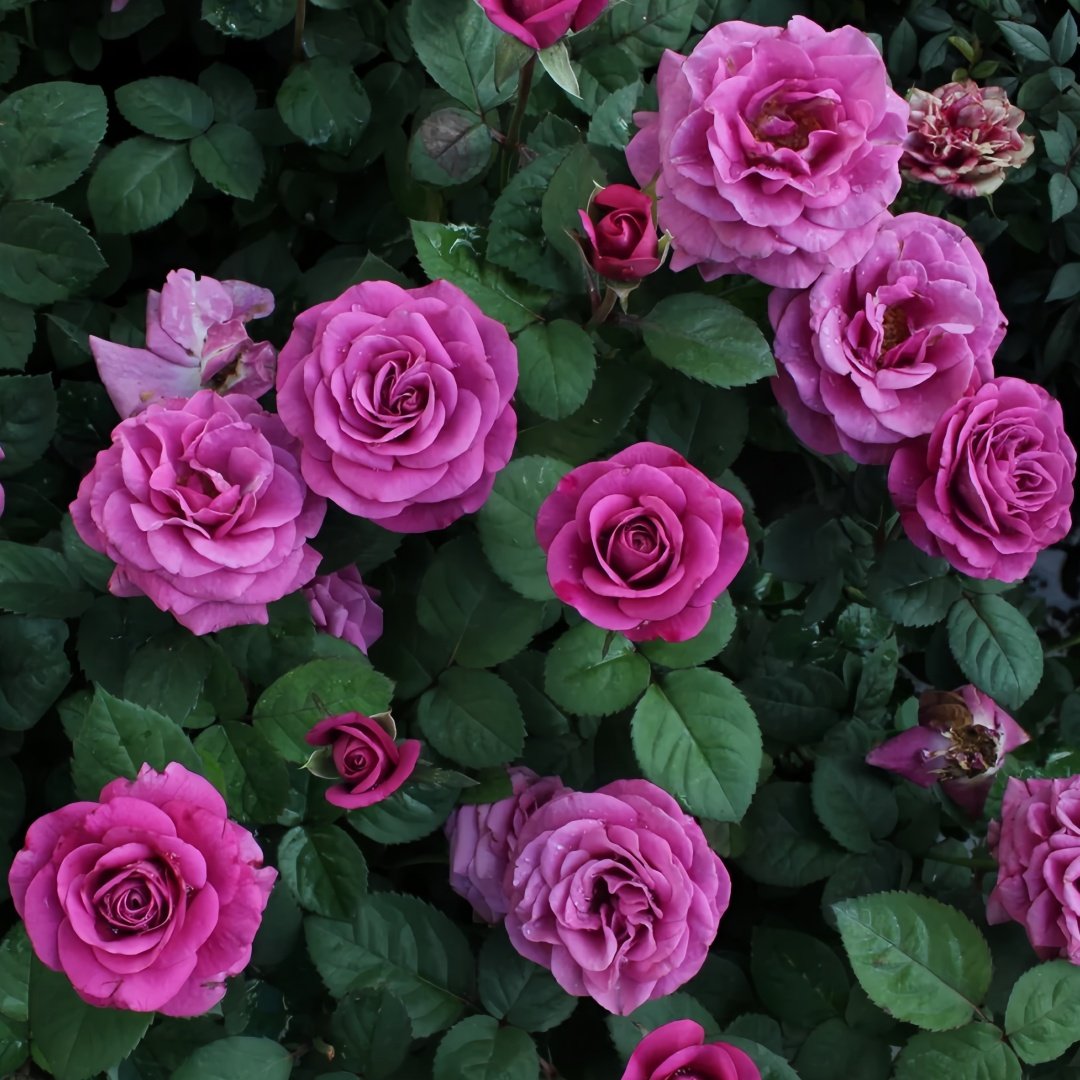Pluto King Terrazza Rose Plant| 冥王星阳台 image 7
