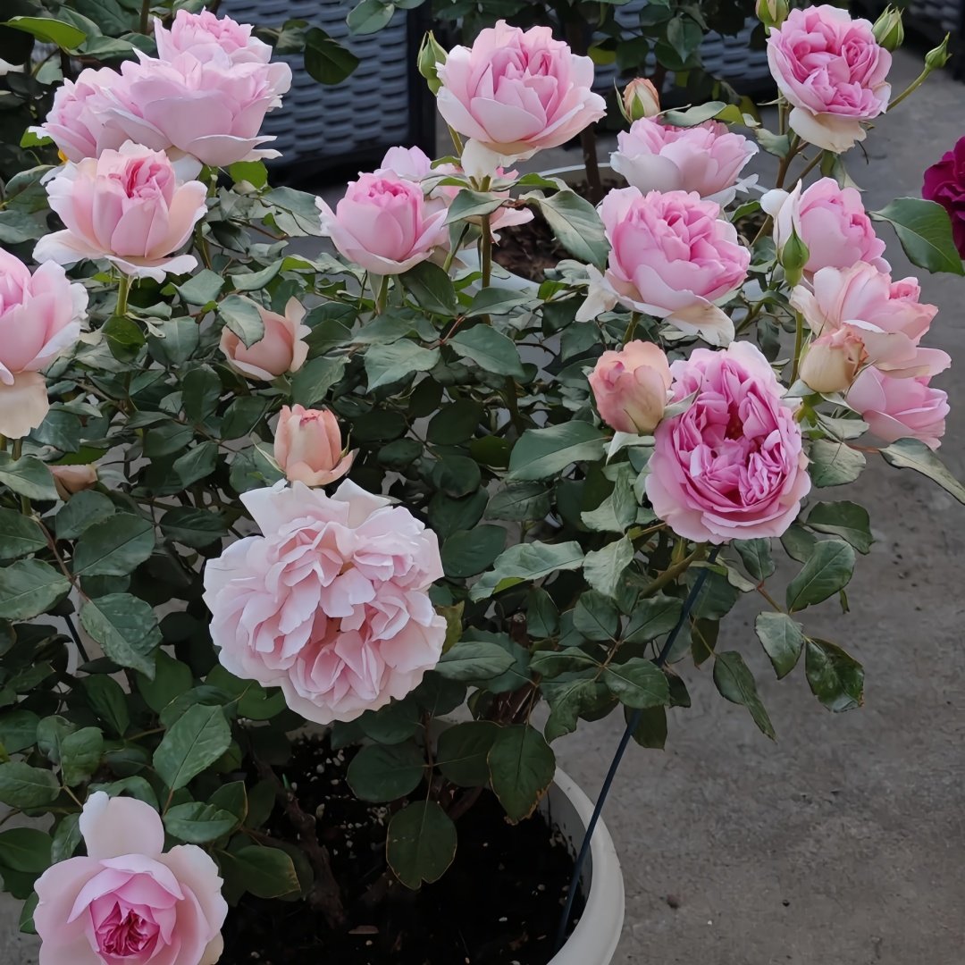 Antoinette Rose Plant|绝代艳后 image 7