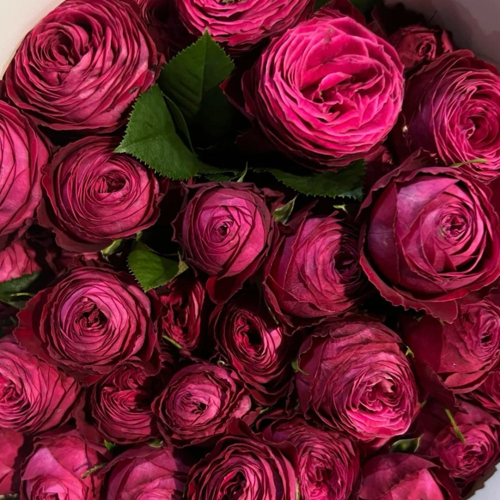 Dima Bombastic Rose Plant｜浮夸迪马 image 0
