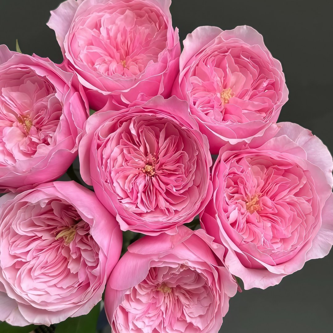 Carey Rose Plant | 凯丽玫瑰 image 5