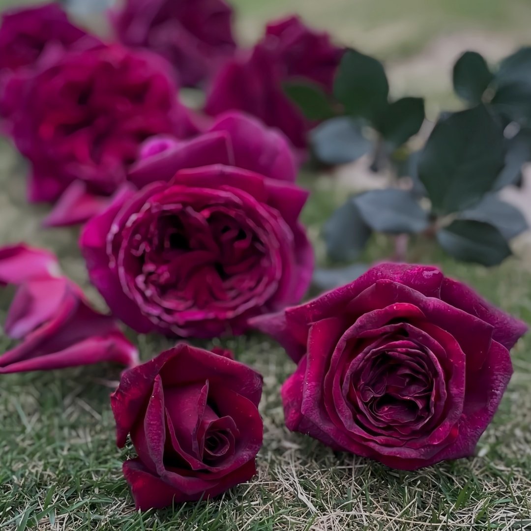 Black Perfumella Rose|暗香 image 5