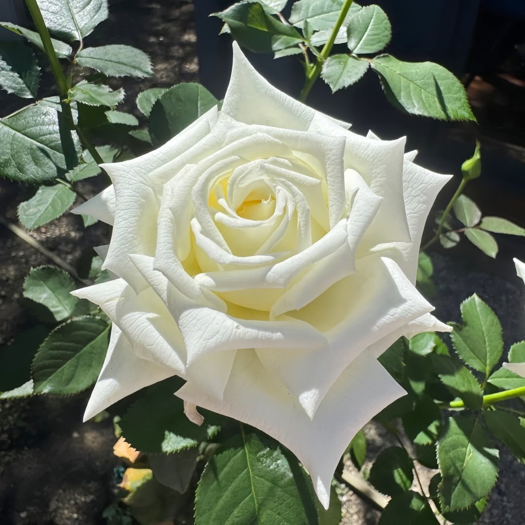 Pope John Paul II Rose Plant|保罗二世 image 2
