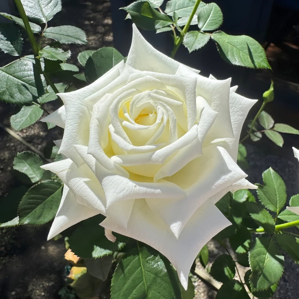 Pope John Paul II Rose Plant|保罗二世 image 2