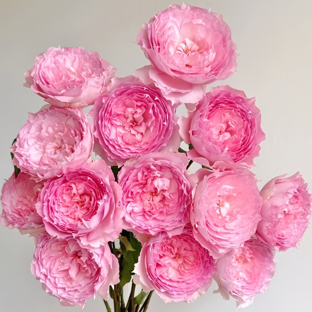 Rongrongyue Rose Plant|溶溶月 image 0