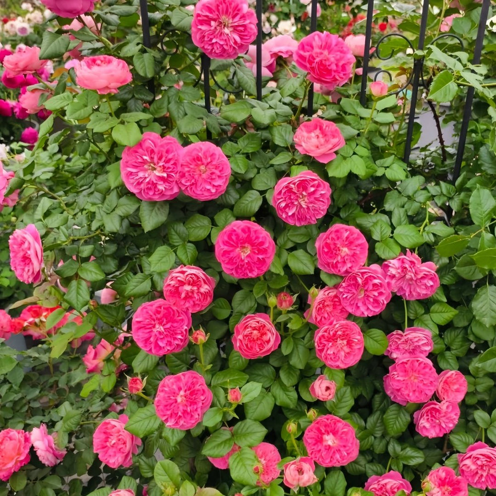 LionHeart Rose Plant|狮子心 image 8