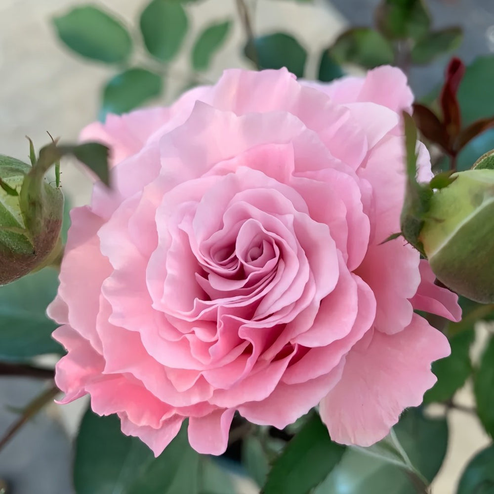 La mariee Rose Plant｜新婚 image 1