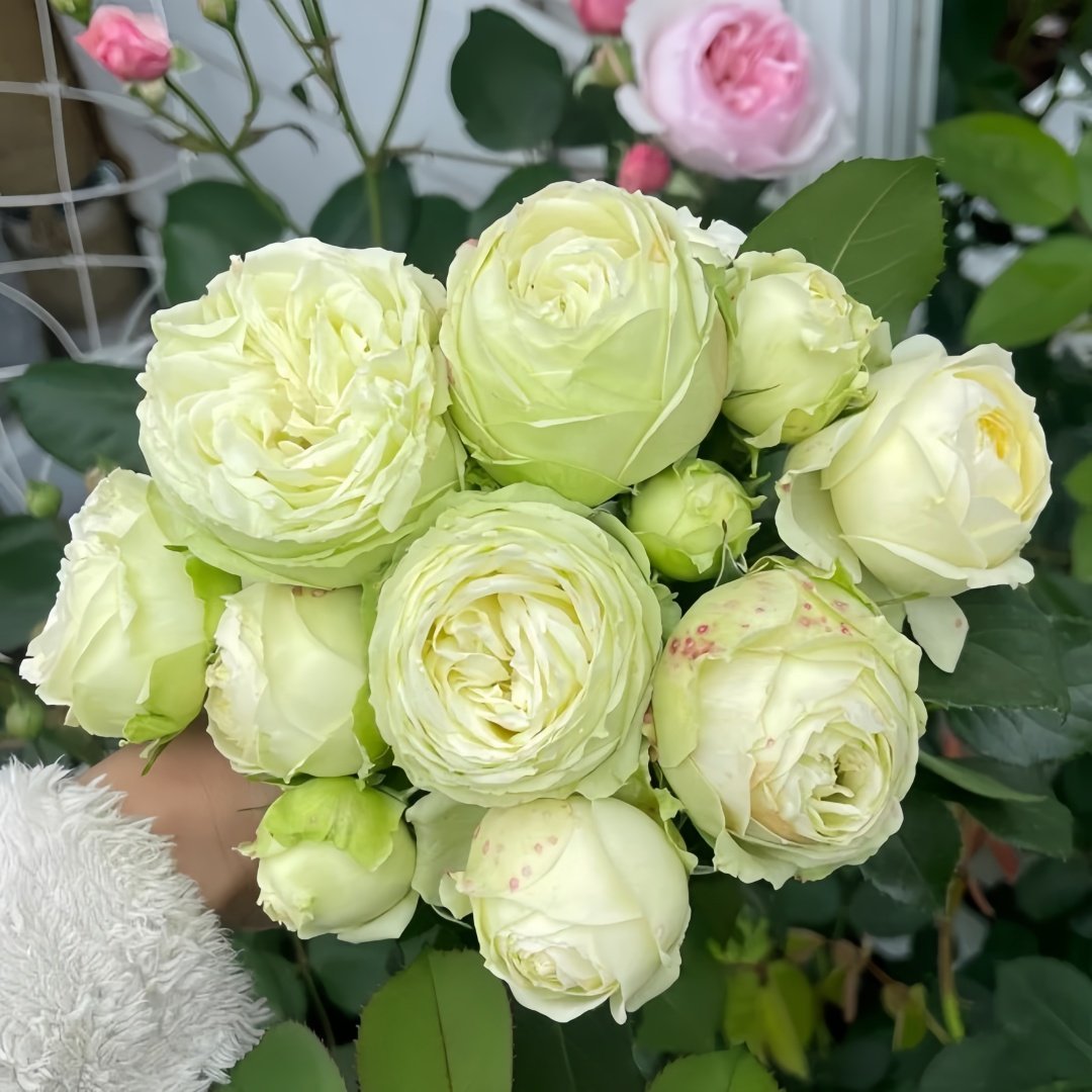 Wedding Piano Rose Plant|婚礼钢琴 image 0