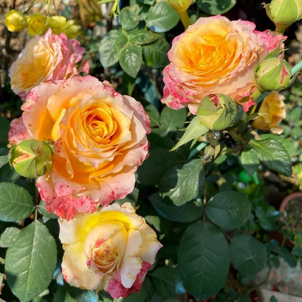 Free Spirit Rose Plant | 火灵鸟 image 8