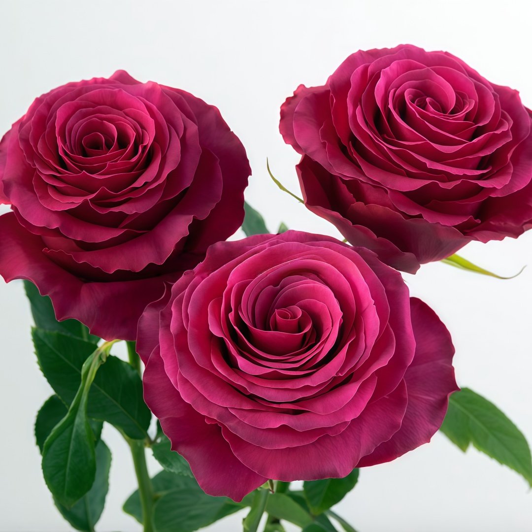 Hotspot Rose Plant｜热点 image 4