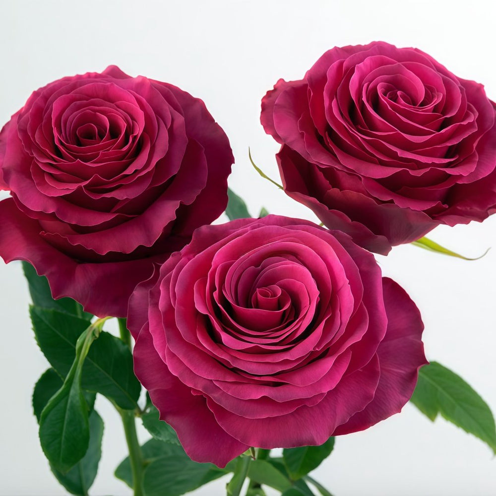 Hotspot Rose Plant｜热点 image 4