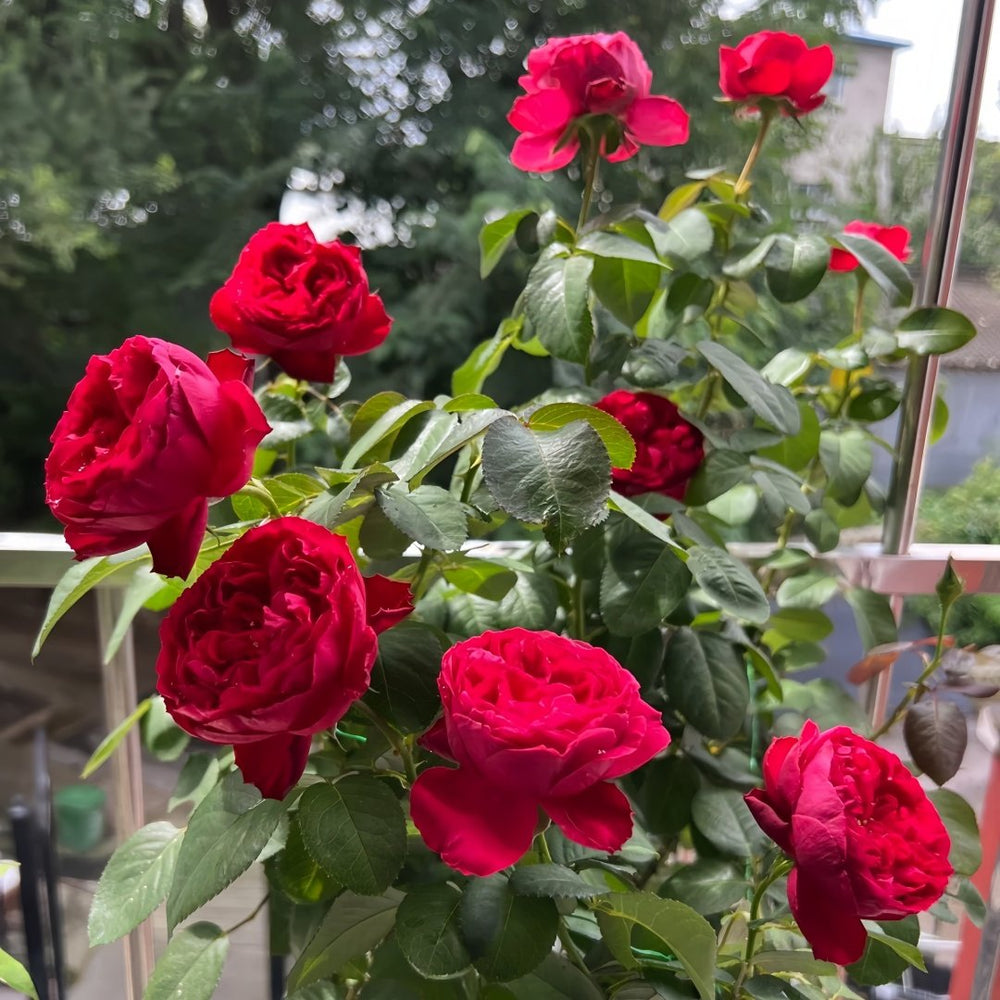 Traviata Rose Plant|茶花女 image 7