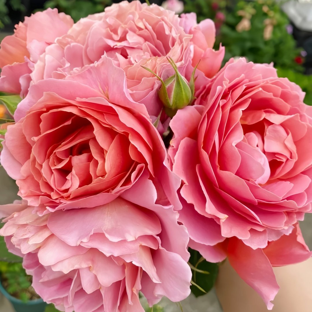 Akane Rose Plant|茜 image 9