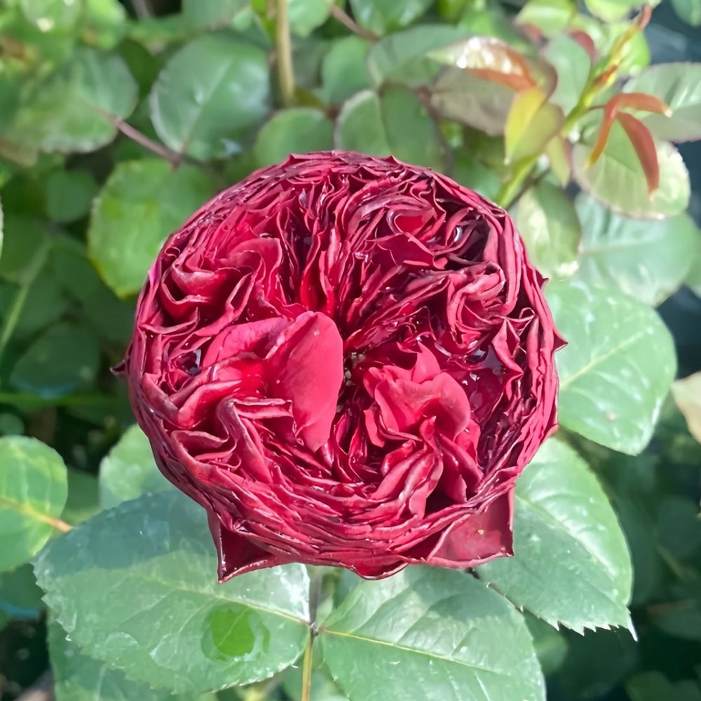 Grand Jubilee Rose Plant｜盛大庆典 image 1