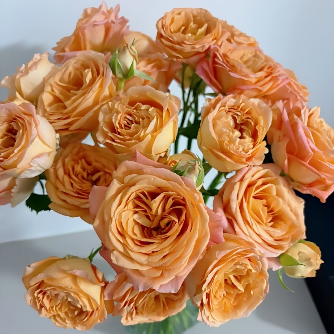Apricot Lace Rose Plant|杏色蕾丝 image 4