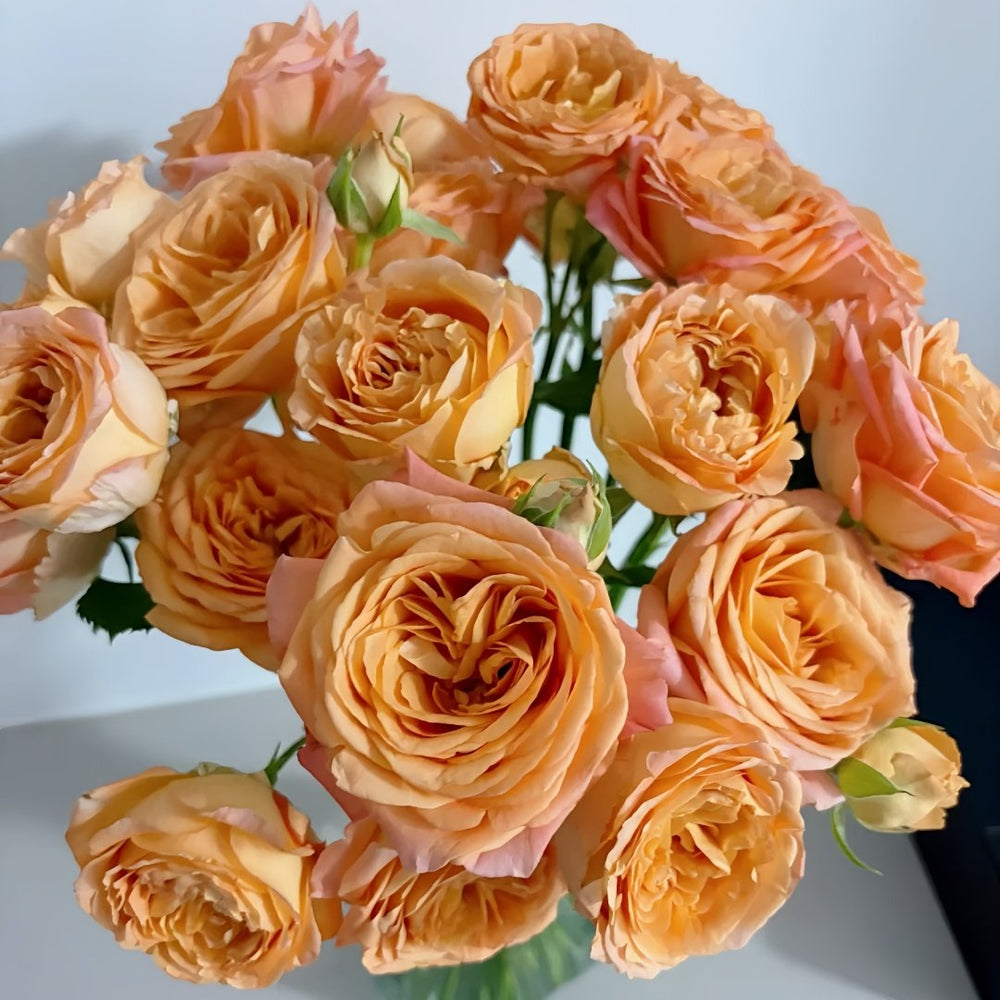 Apricot Lace Rose Plant|杏色蕾丝 image 4