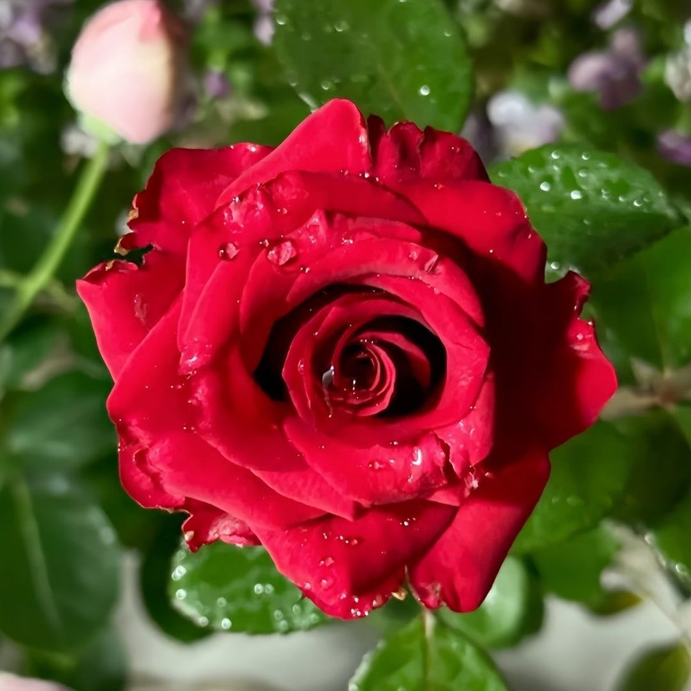 Red Bride Rose Plant ｜红新娘 image 1