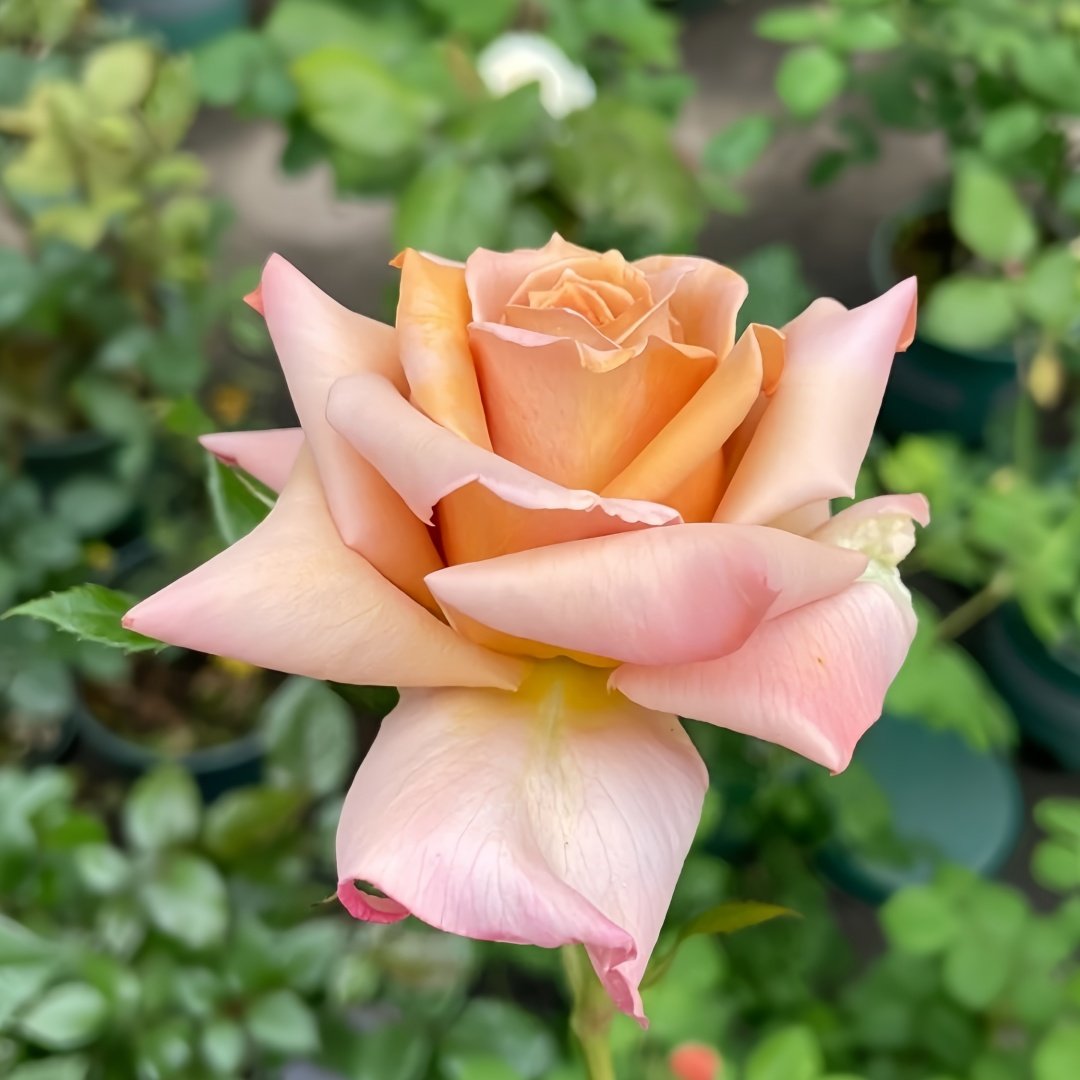 Tresor Rose Plant｜珍爱之宝 image 8