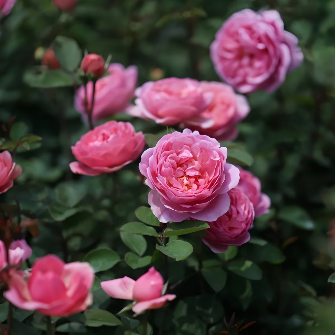 Momoka Rose Plant｜桃香 image 9