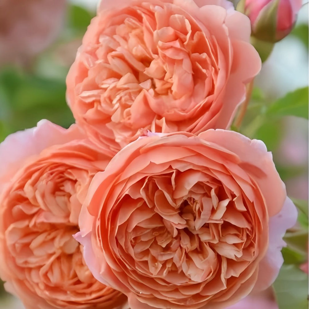 Silk Road Rose Plant|丝绸之路 image 4