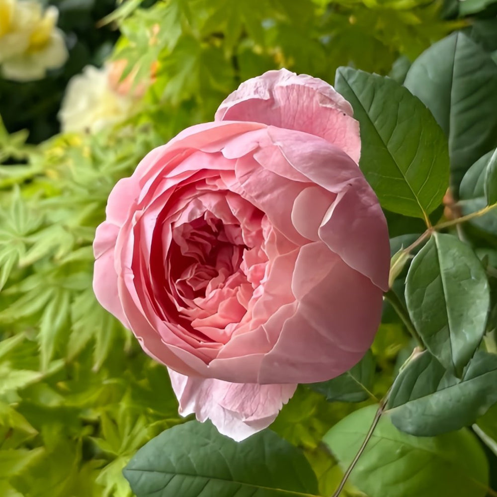 The Alnwick Rose Plant｜安妮克城堡 image 4