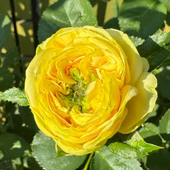 Country Bear Rose Plant|乡村熊 image 3