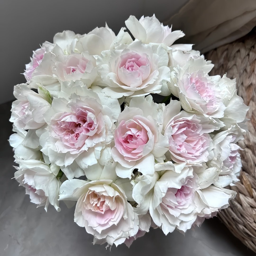 Shalimar Rose Plant｜夏莉玛 image 1