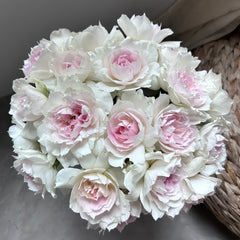 Shalimar Rose Plant｜夏莉玛 image 1