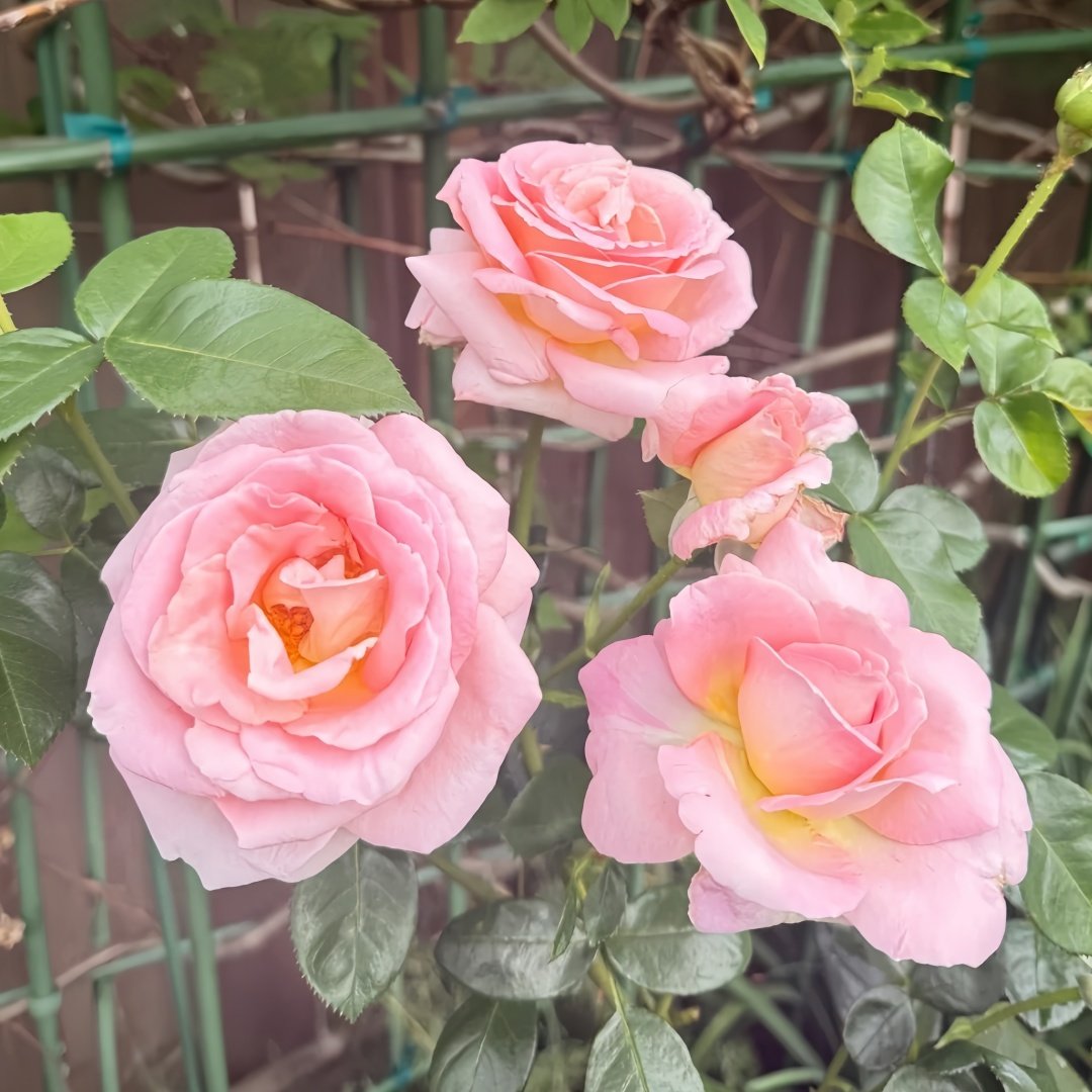 Elle Rose Plant｜艾丽 image 9
