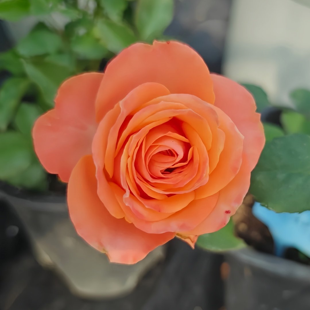 Garden City Rose Plant｜花园城市 image 6