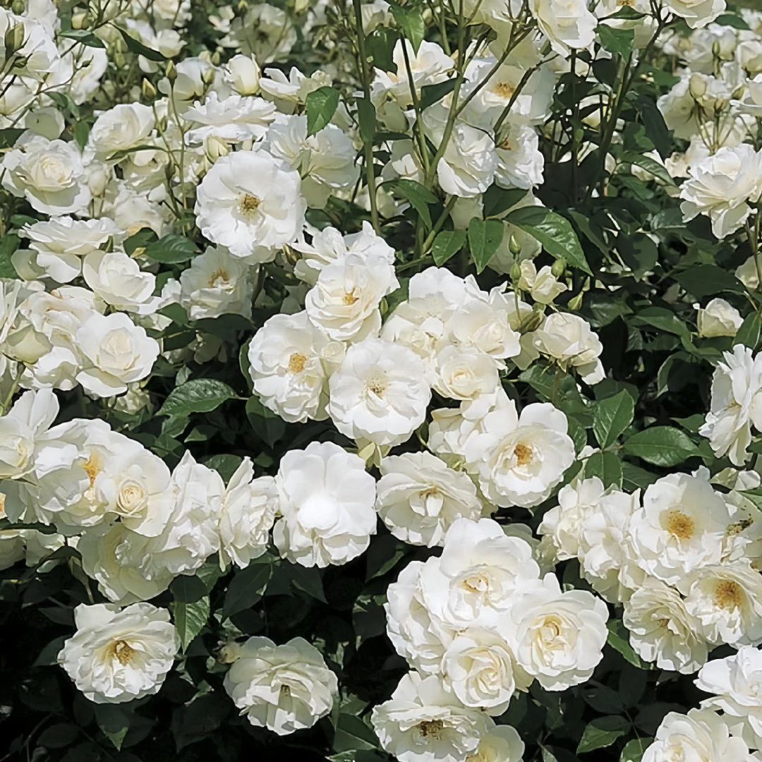 Iceberg Climbing Rose Plant｜藤冰山 image 6