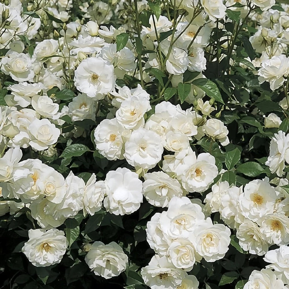Iceberg Climbing Rose Plant｜藤冰山 image 6