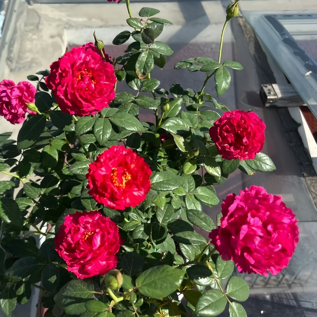 Ligare Rose Plant｜真彩230 image 4