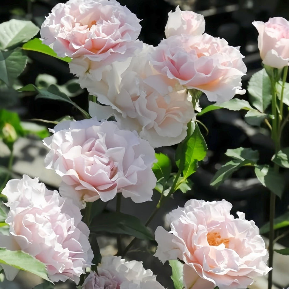 La mariee Rose Plant｜新婚 image 5