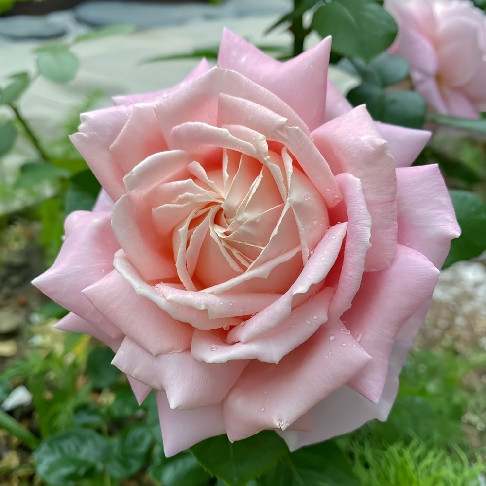 Amazing Grace Rose Plant ｜天赐恩宠 image 5