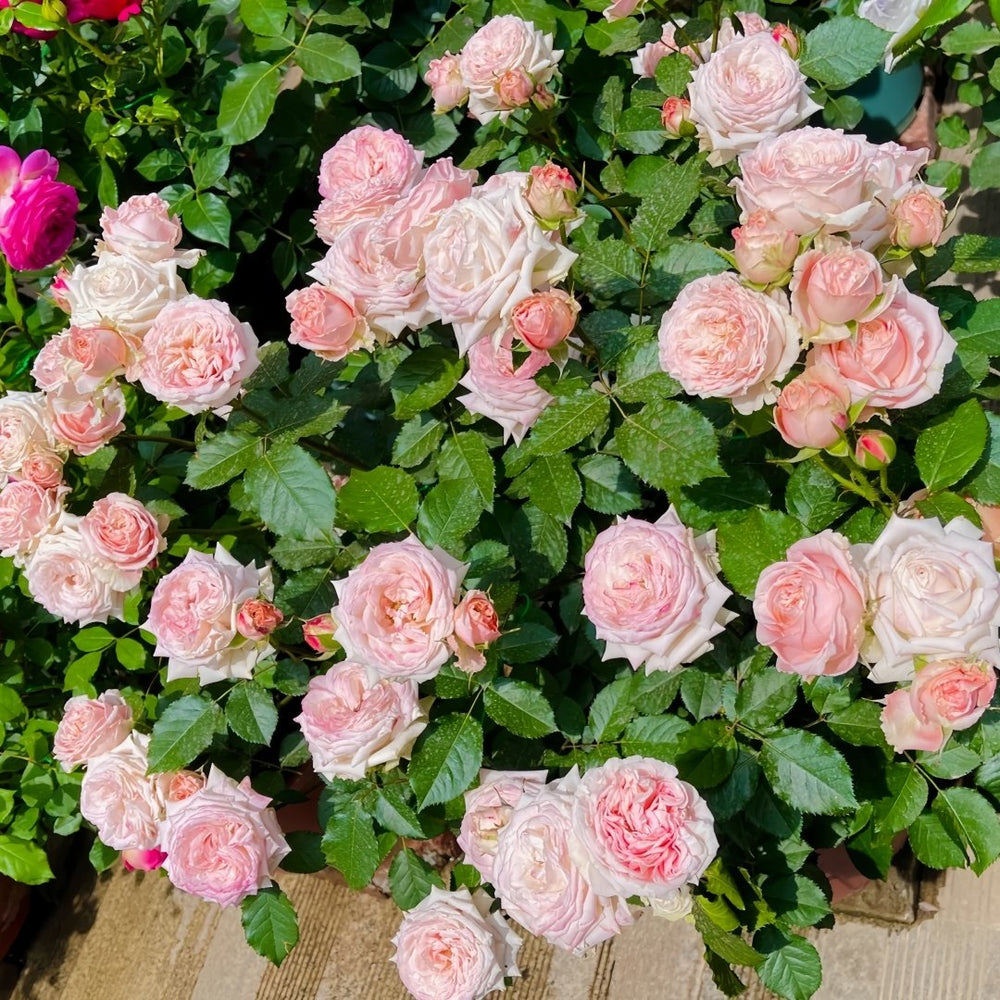 Hina Rose Plant|雏鸟 image 9