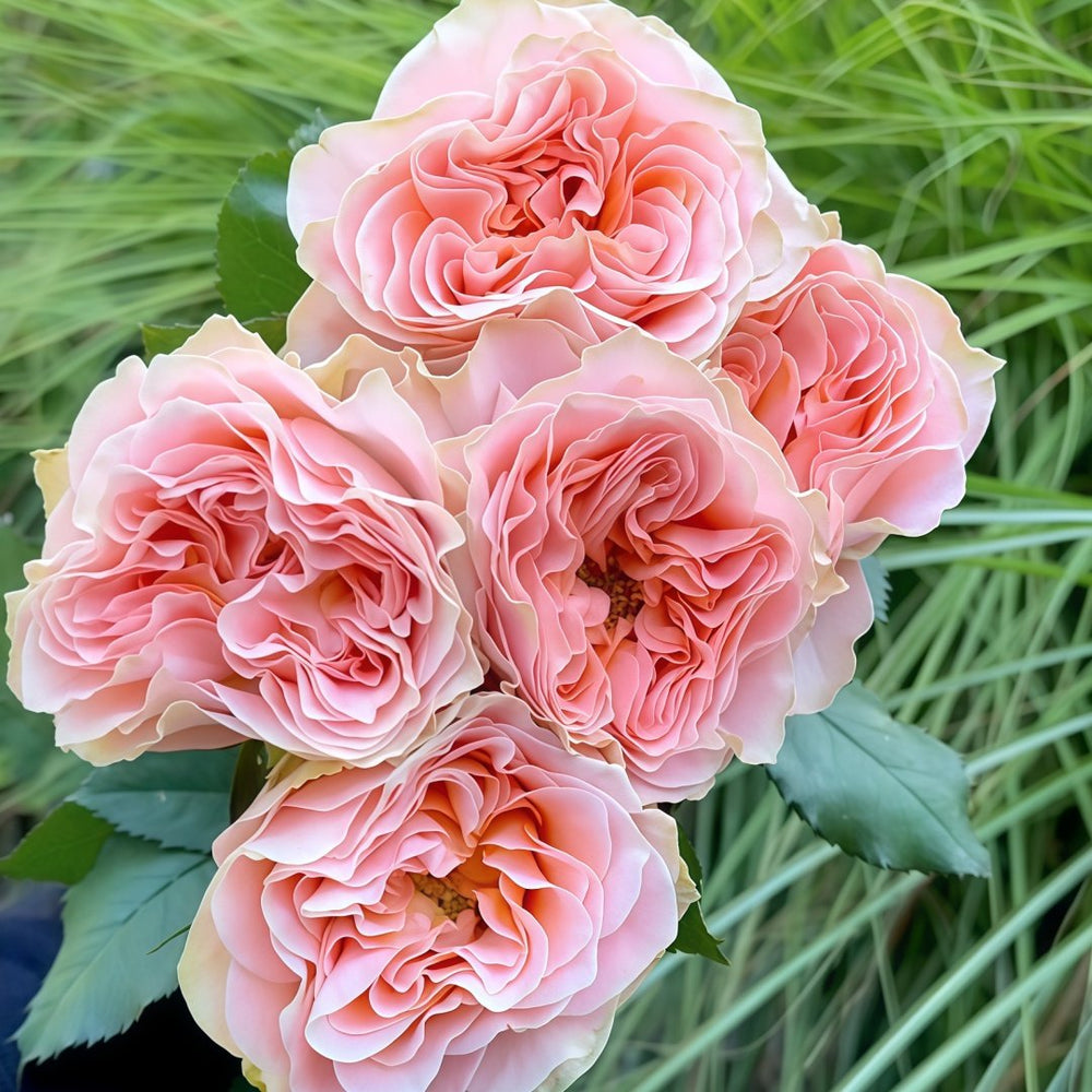 Living Coral Rose Plant |活力珊瑚 image 7