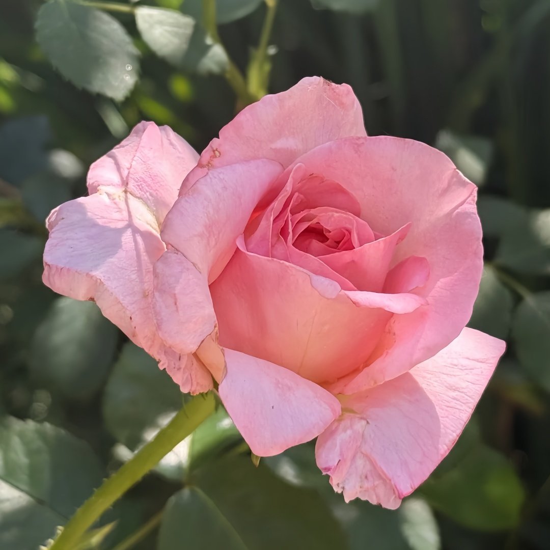 Elle Rose Plant｜艾丽 image 7