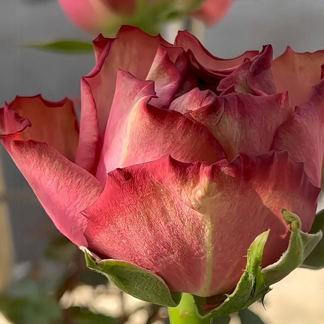 Bonnie Rose Plant｜邦妮 image 1